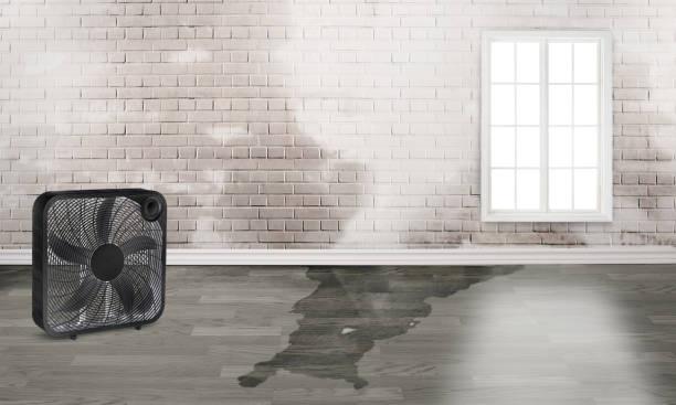 Best Ceiling water damage repair  in Springfield, OH